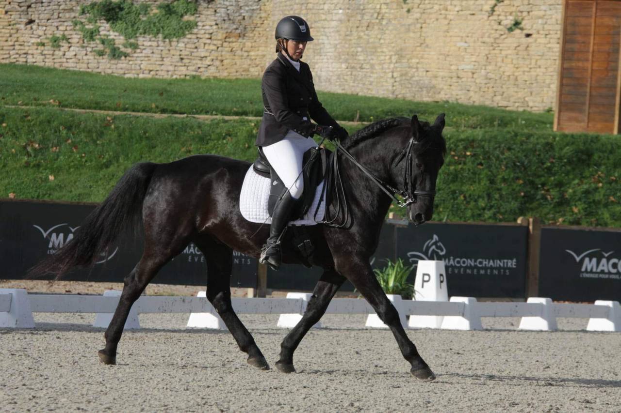 CHEVAL KABARDIN (RUSSE) - 10 ANS