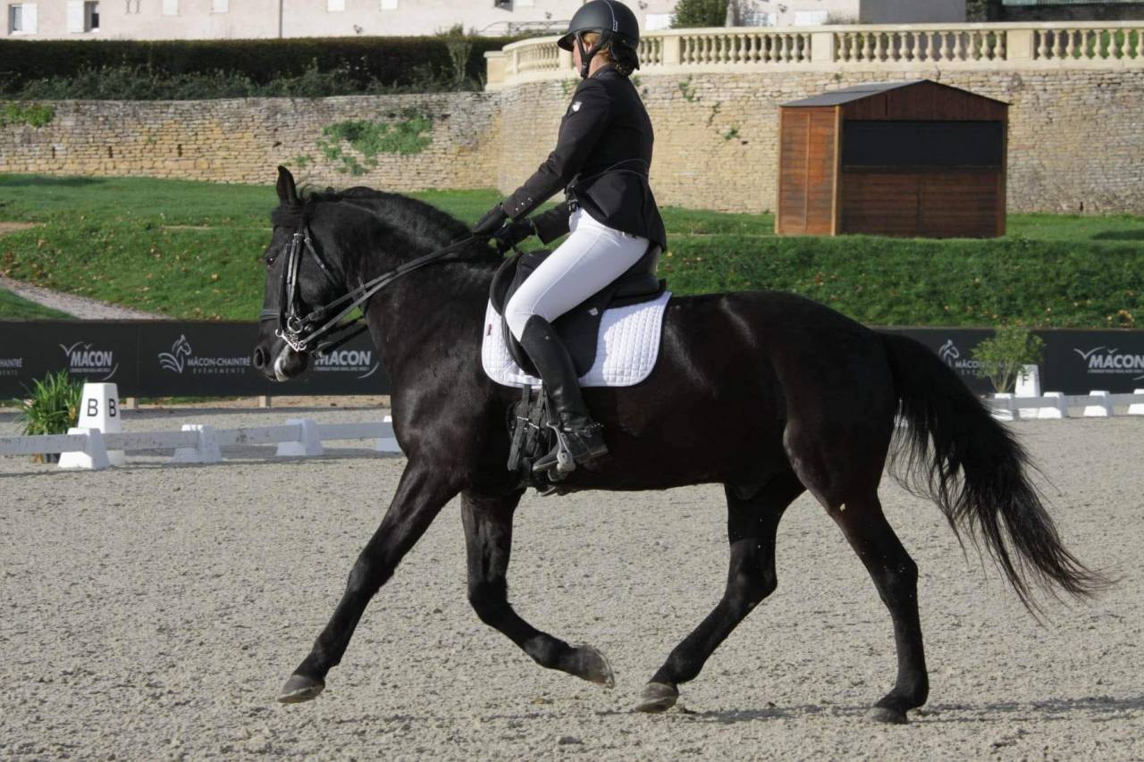 CHEVAL KABARDIN (RUSSE) - 10 ANS