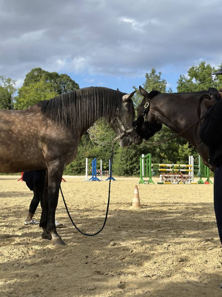 Demi pension pre 1m75