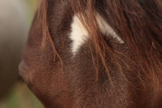 Felicity pouliche Appaloosa