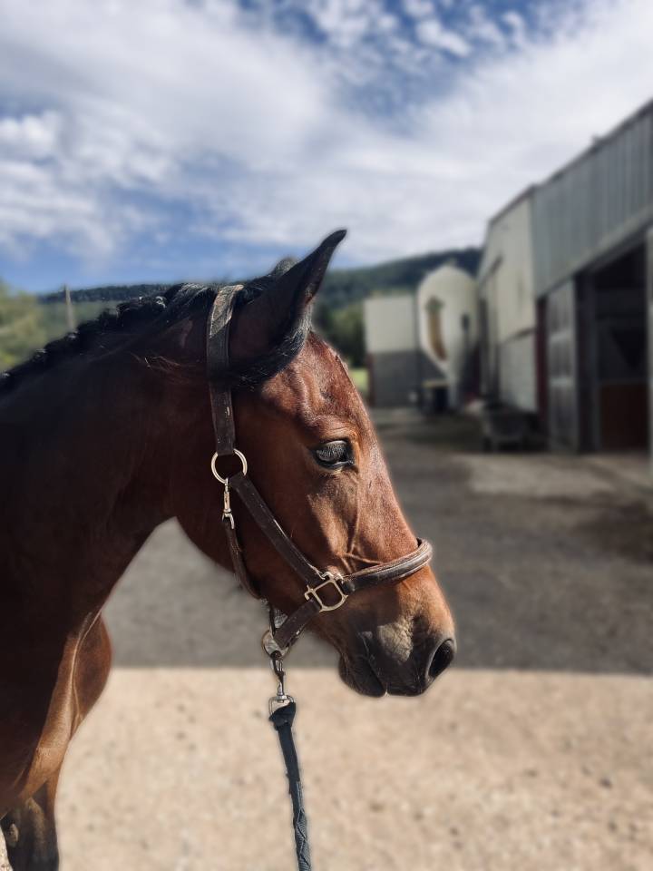 Hongre welsh cob de 3 ans 