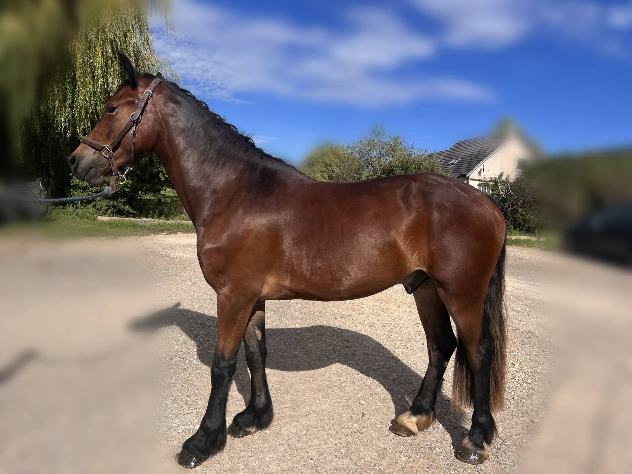 Hongre welsh cob de 3 ans 