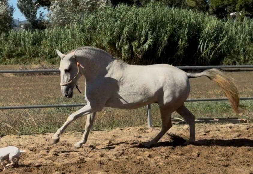 Jument élégante et confirmée,origines exceptionnelles