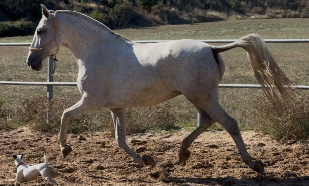 Jument élégante et confirmée,origines exceptionnelles