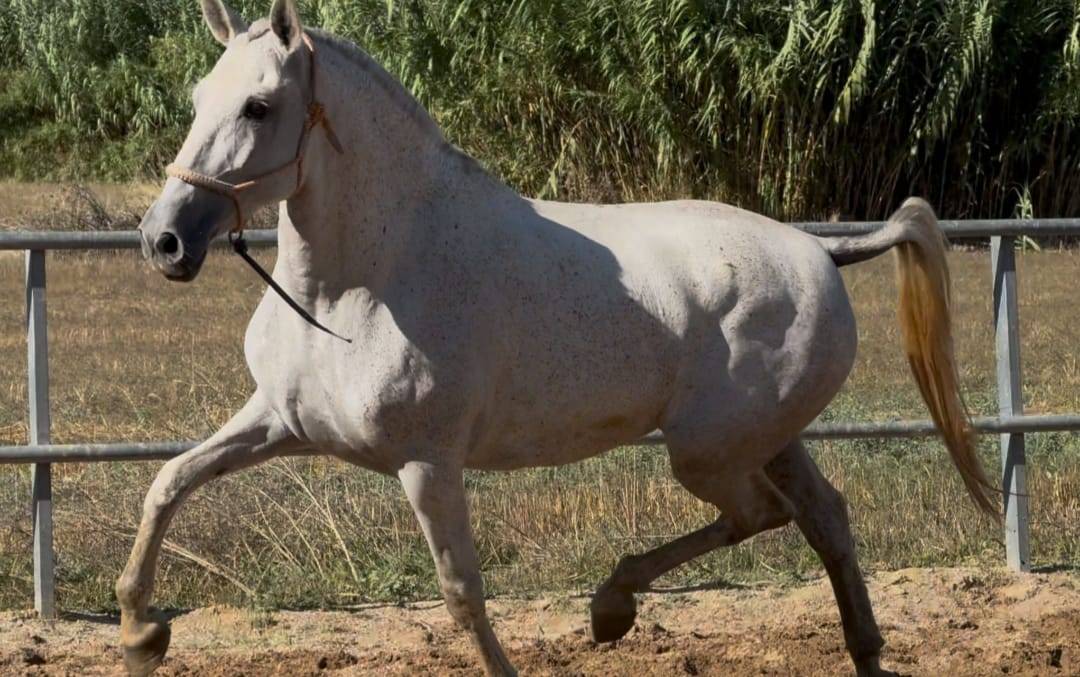 Jument élégante et confirmée,origines exceptionnelles