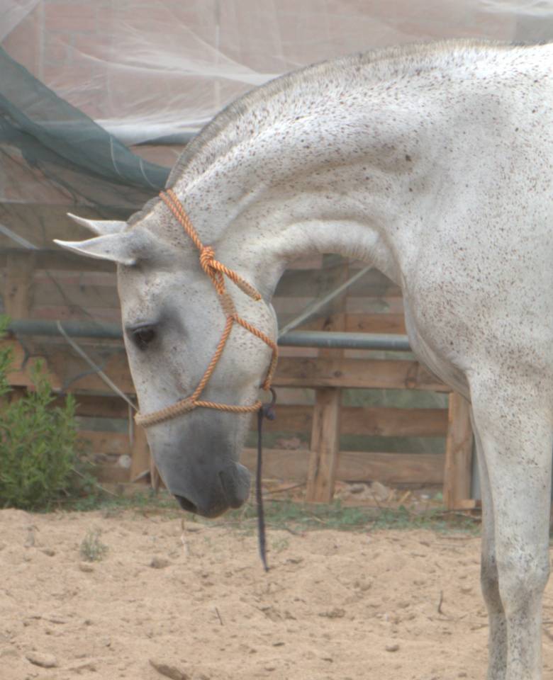Jument élégante et confirmée,origines exceptionnelles