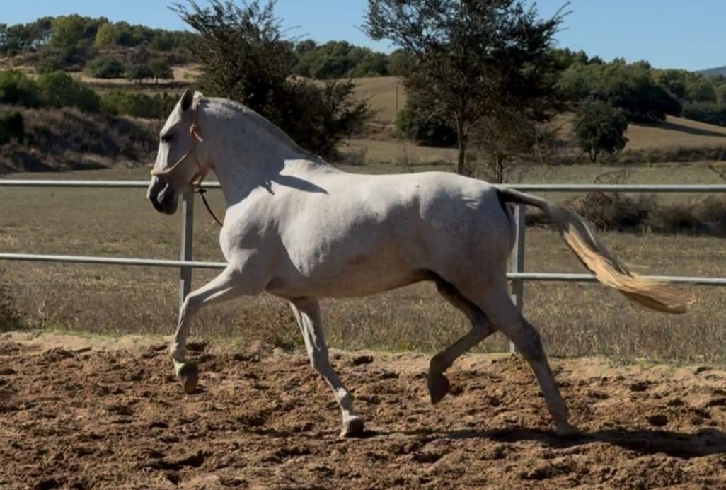 Jument élégante et confirmée,origines exceptionnelles