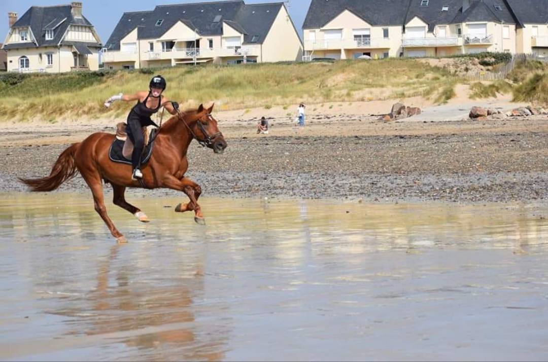 Recherche demi pension pour Storm