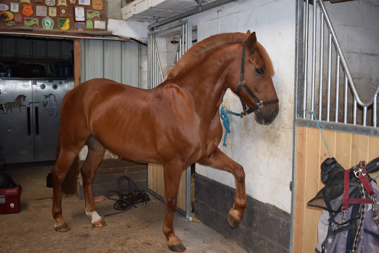 Recherche demi pension pour Storm