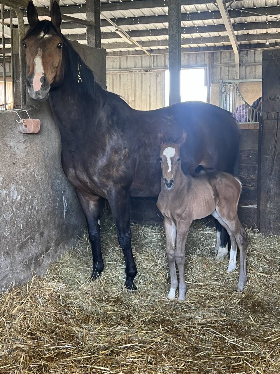 POULINIÈRE PLEINE SFO 