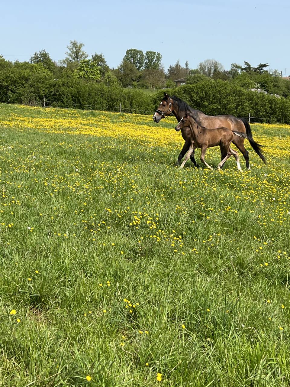POULINIÈRE PLEINE SFO 