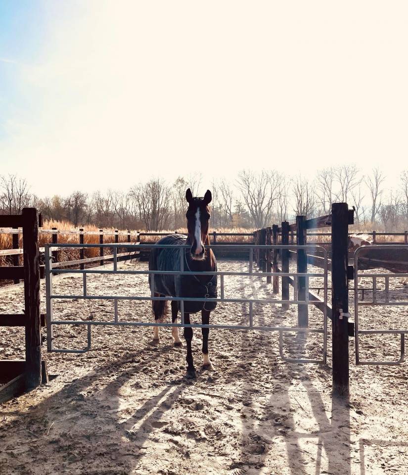 Une place en pension au Haras des Vignes d&rsquo;Allouin