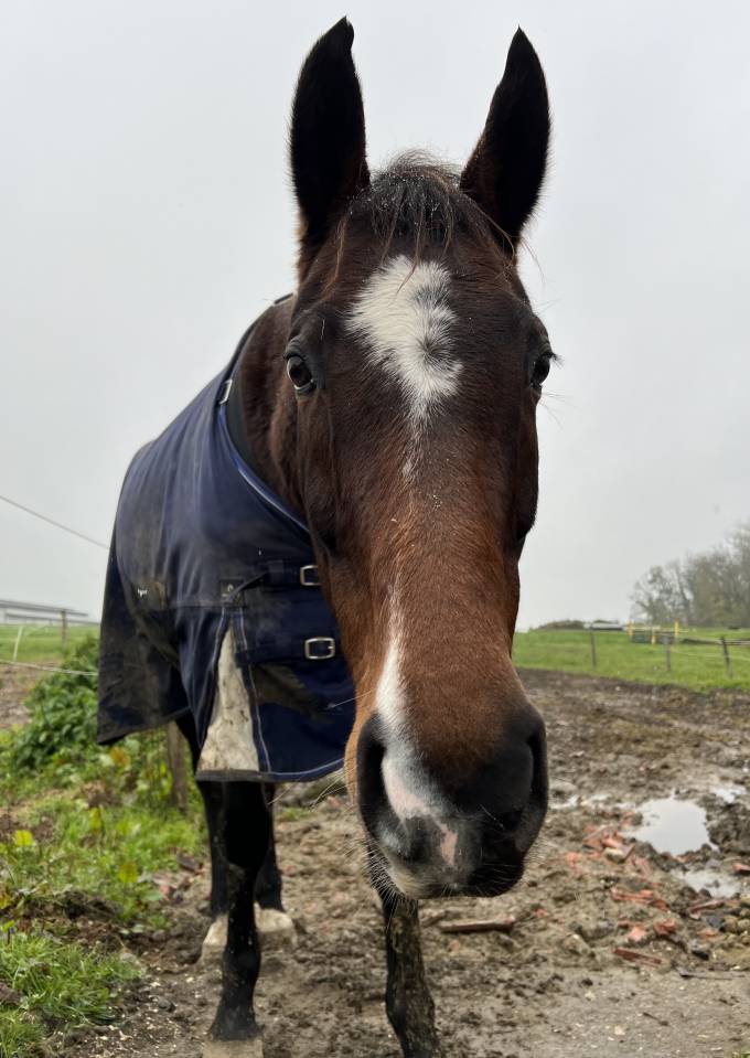 Recherche DP sur Clochette 