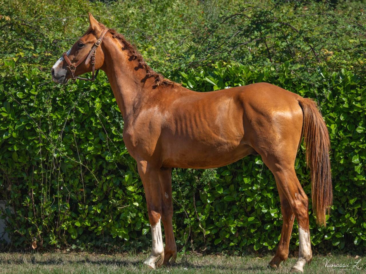 NAOS DE L'ISOP – Selle Français – Entier – Né le 01/07/2023