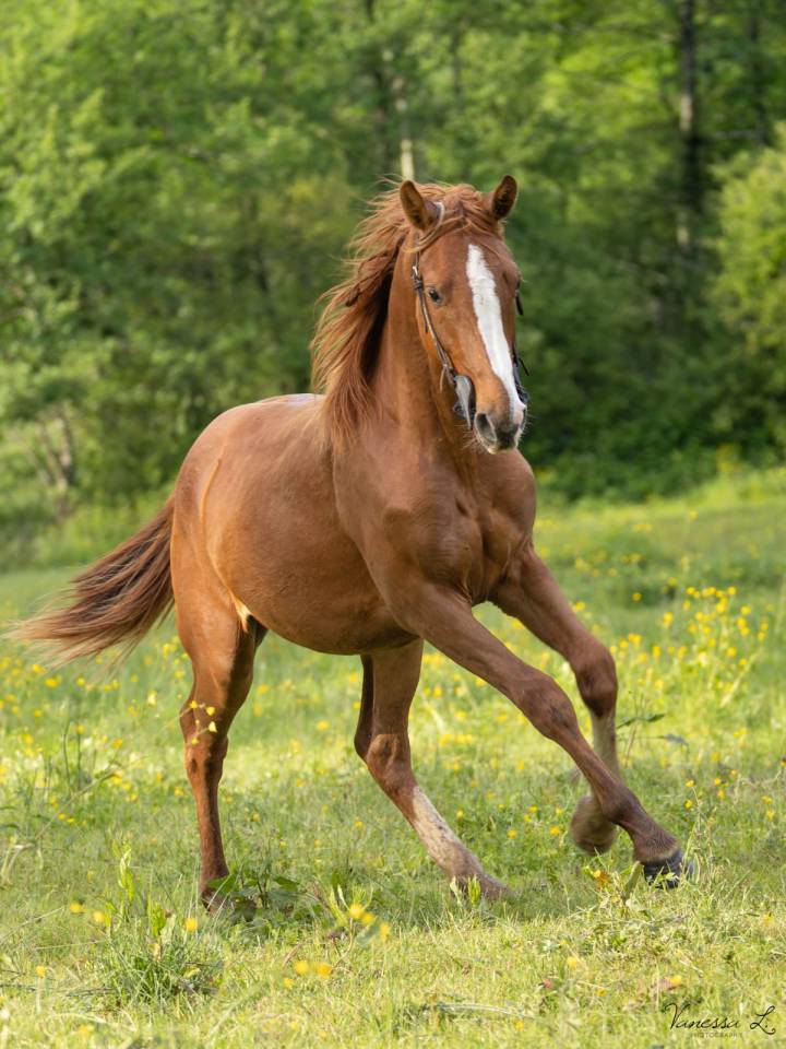 NAOS DE L'ISOP – Selle Français – Entier – Né le 01/07/2023