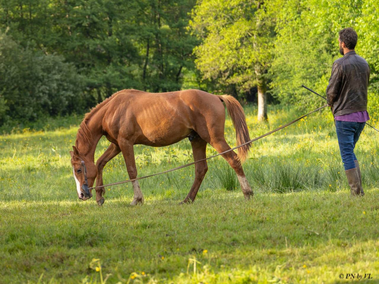 NAOS DE L'ISOP – Selle Français – Entier – Né le 01/07/2023
