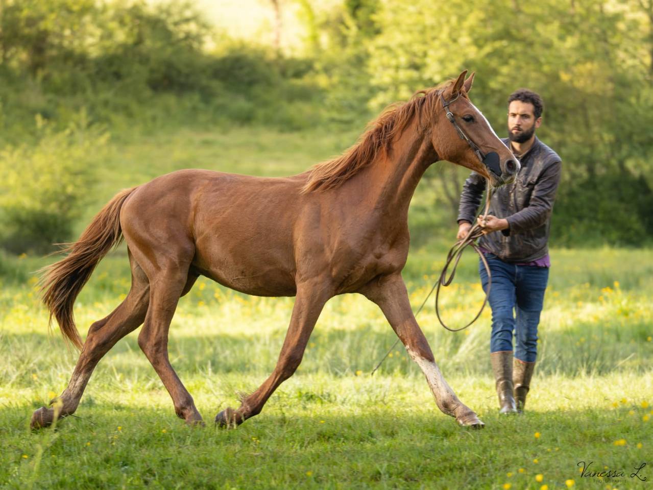 NAOS DE L'ISOP – Selle Français – Entier – Né le 01/07/2023
