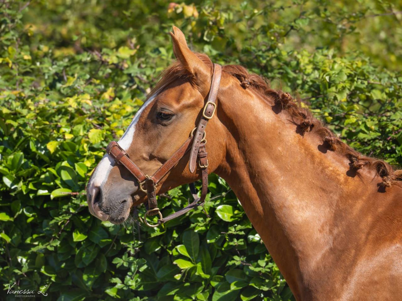 NAOS DE L'ISOP – Selle Français – Entier – Né le 01/07/2023