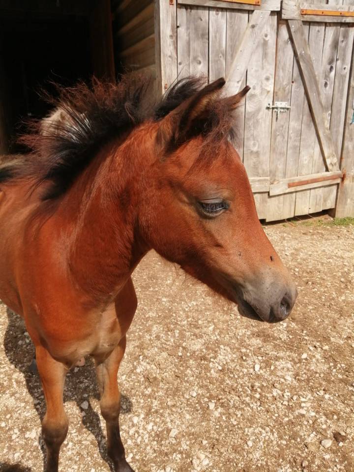 Poney OC