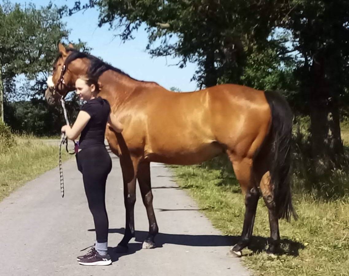 Pur-sang hongre 17 ans