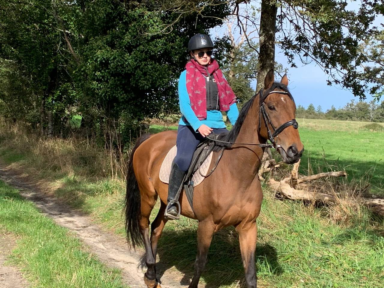 Pur-sang hongre 17 ans