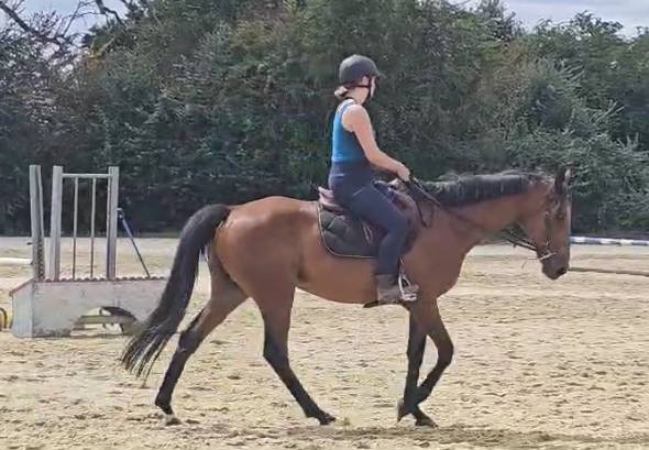 Pur-sang hongre 17 ans