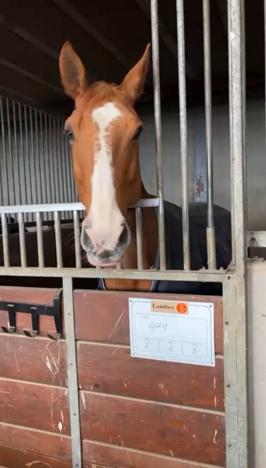 Hongre Selle Français 9 ans alezan crins lavés 1m65 CSO