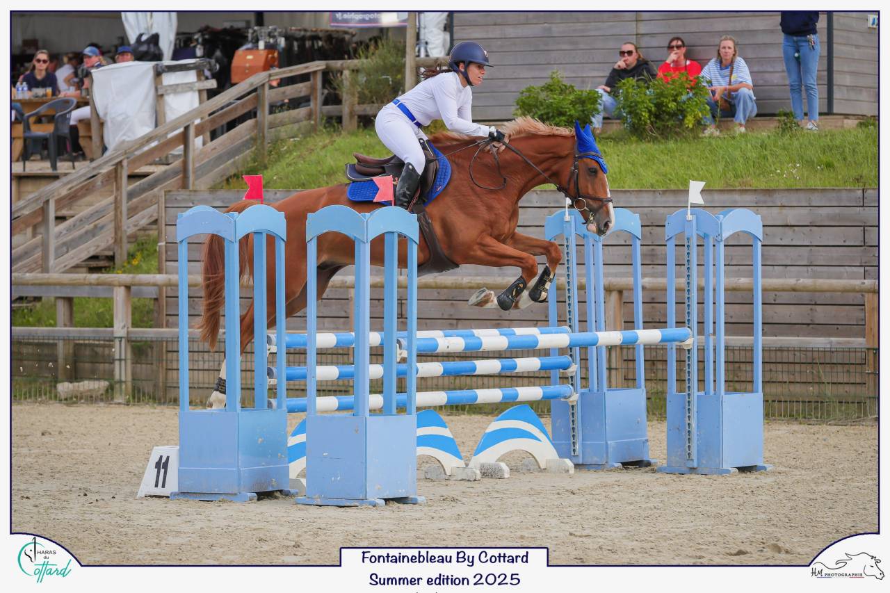 Hongre Selle Français 9 ans alezan crins lavés 1m65 CSO