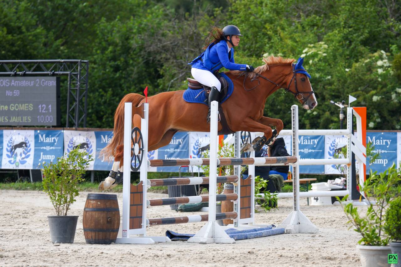 Hongre Selle Français 9 ans alezan crins lavés 1m65 CSO