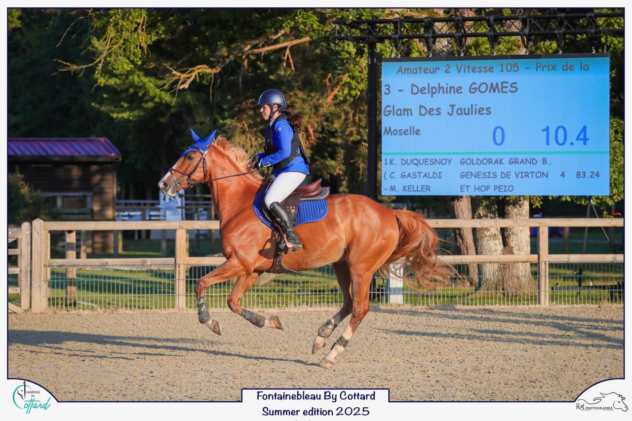 Hongre Selle Français 9 ans alezan crins lavés 1m65 CSO