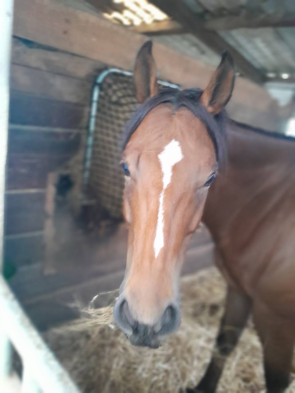 Pursang de 5ans hongre 