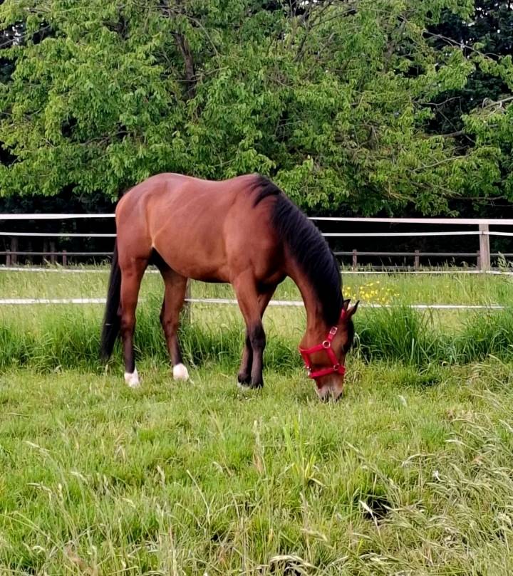 Pursang de 5ans hongre 