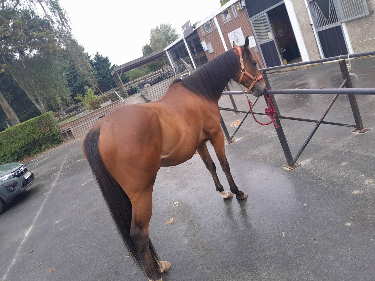 Pursang de 5ans hongre 