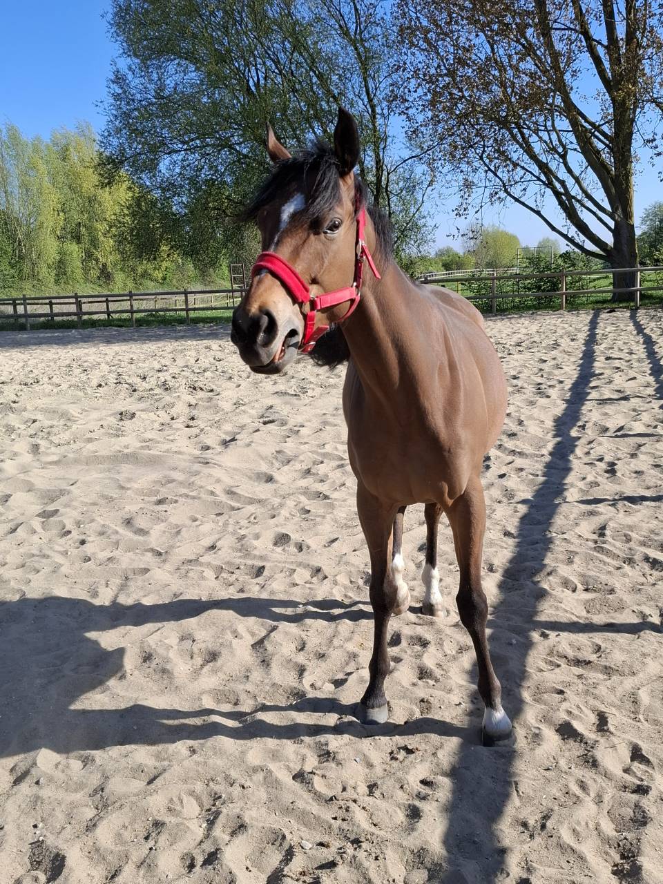 Pursang de 5ans hongre 