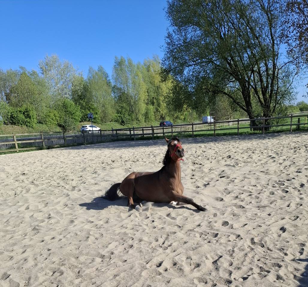 Pursang de 5ans hongre 