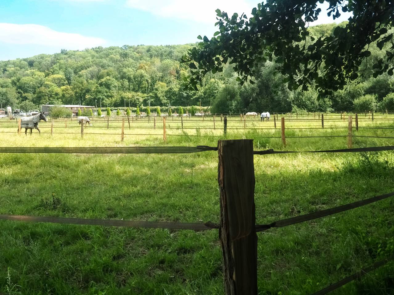 La Perle écurie -  pension chevaux 77 nord