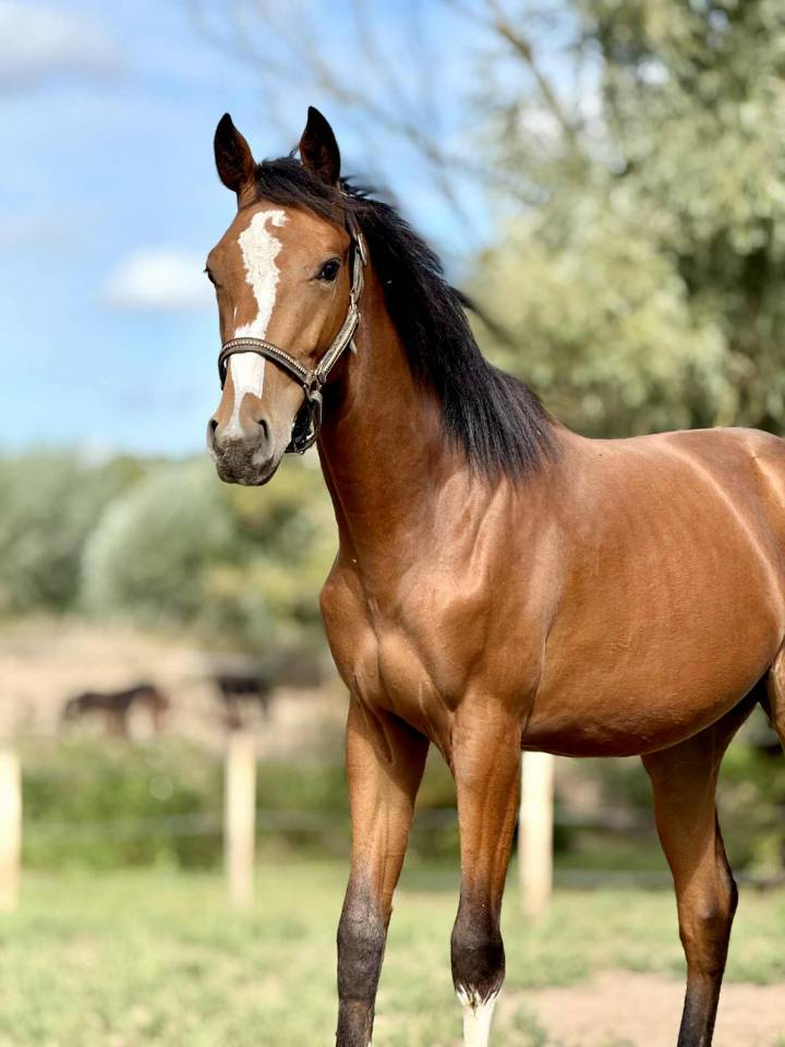 Selle Français Océan du Quartz 