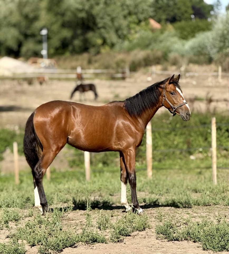 Selle Français Océan du Quartz 