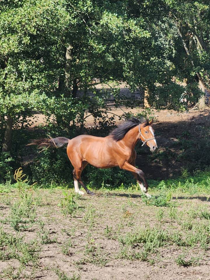 Selle Français Océan du Quartz 