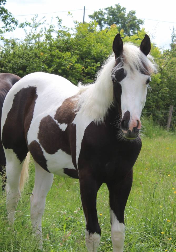 poulain paint horse pp 