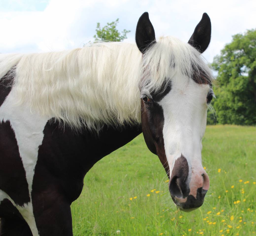 poulain paint horse pp 