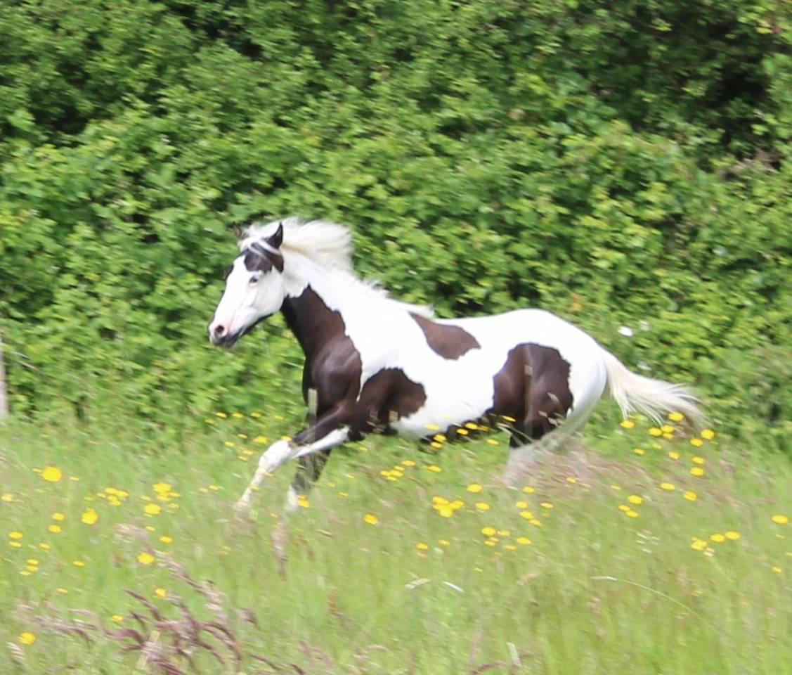 poulain paint horse pp 