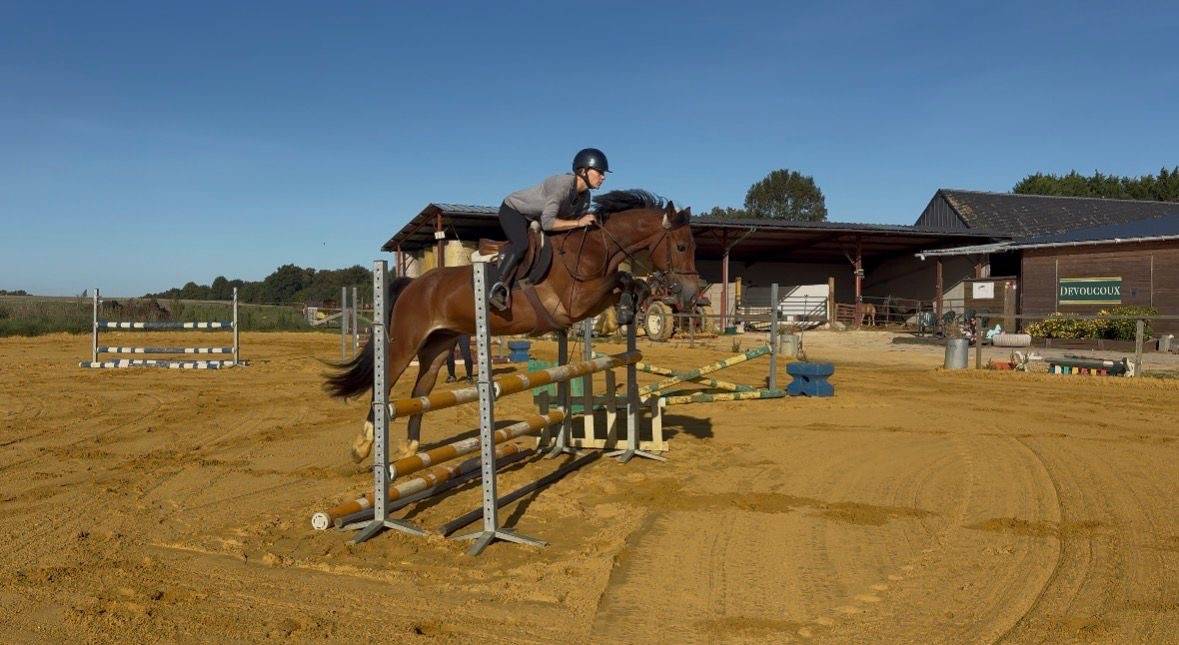 Welsh cob pp