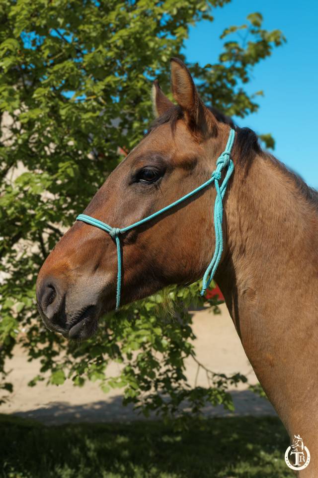 Paint horse - Dakota du TR