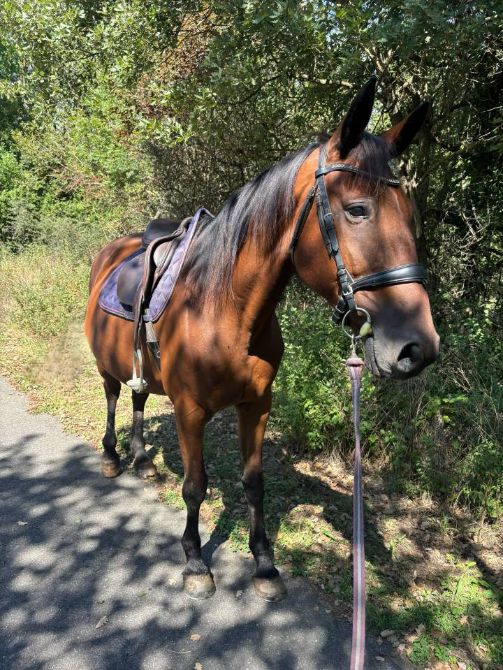 trotteuse française 