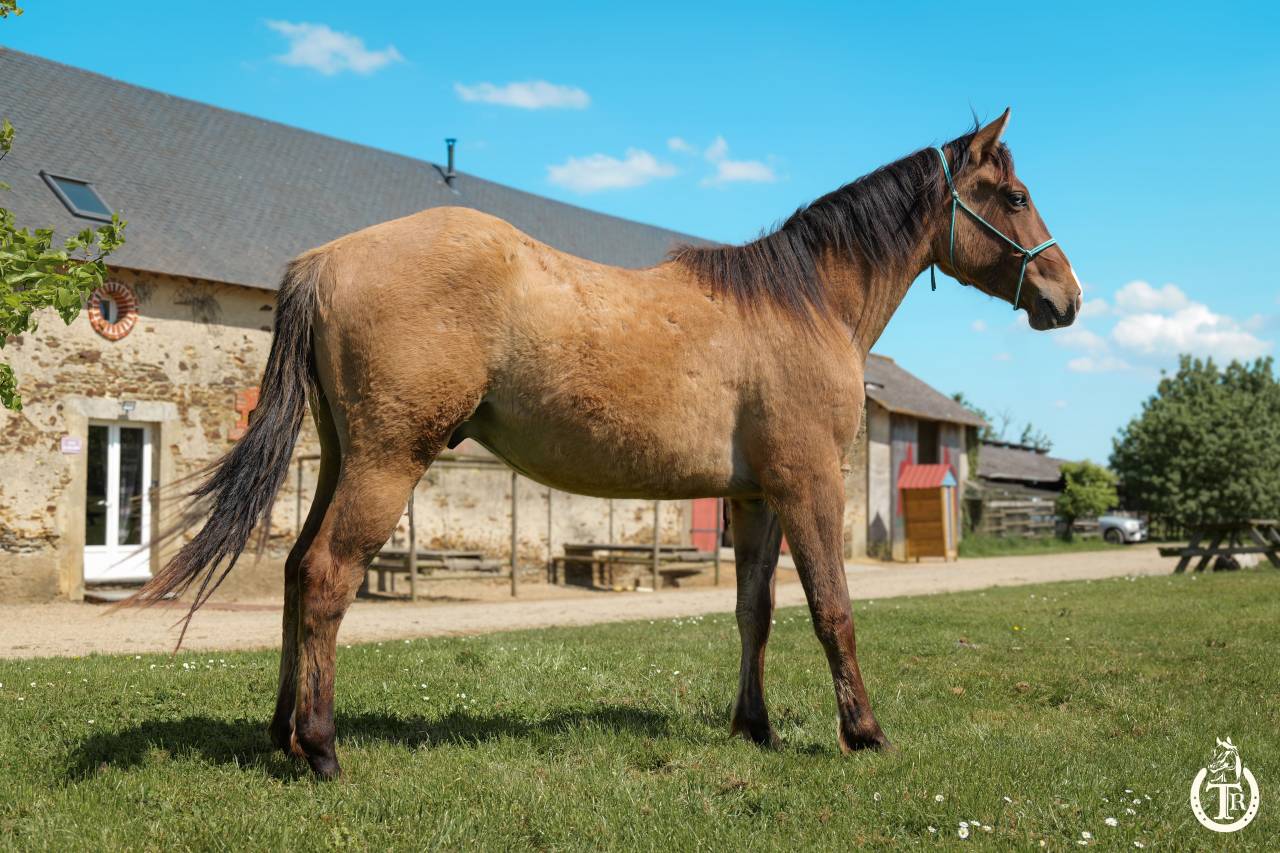 Quarter horse - Wyoming du TR
