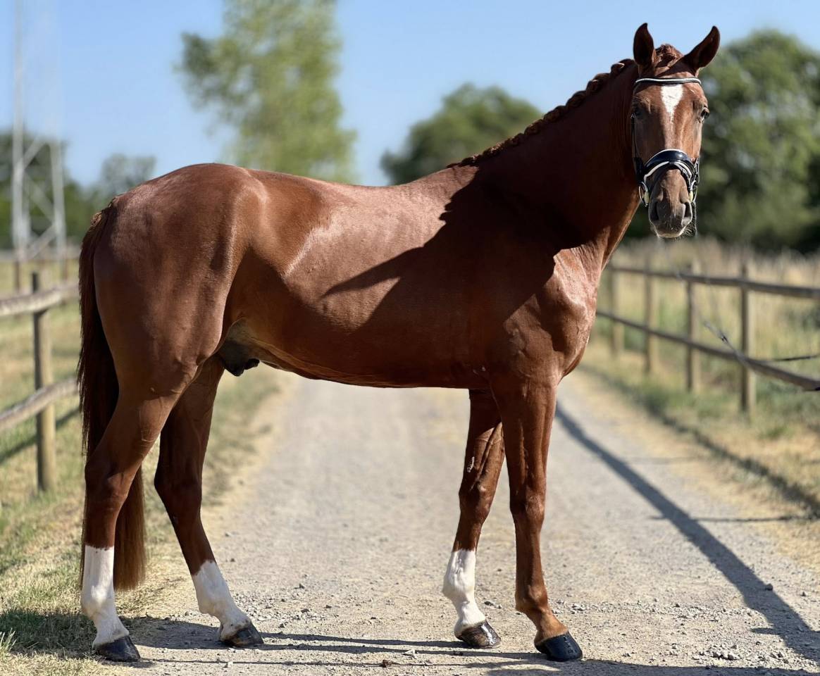 Top hongre hanovrien 