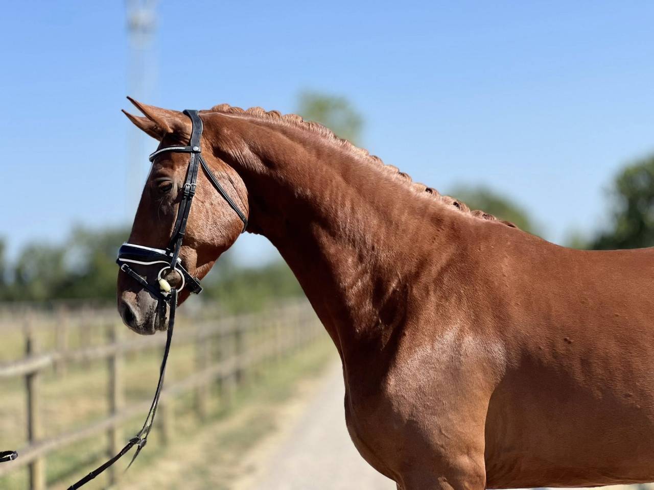 Top hongre hanovrien 