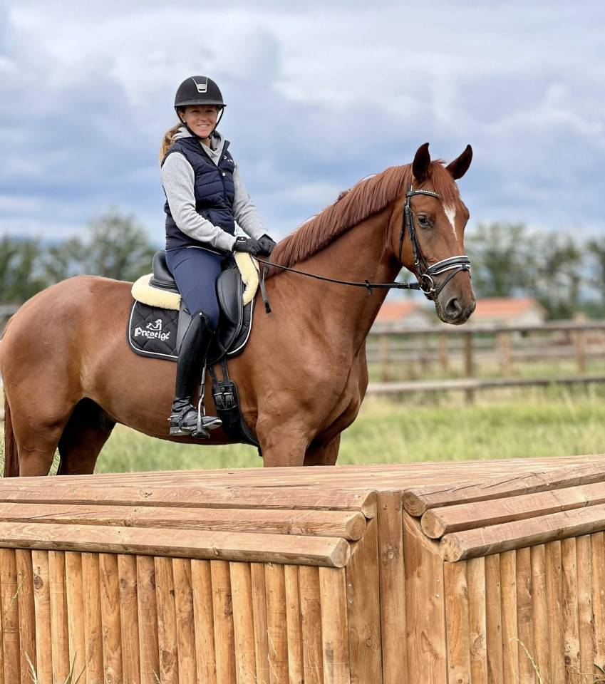 Top hongre hanovrien 