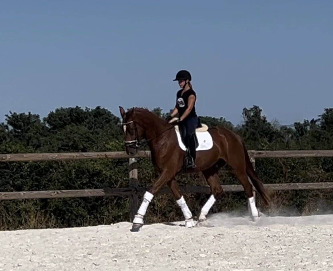 Top hongre hanovrien 